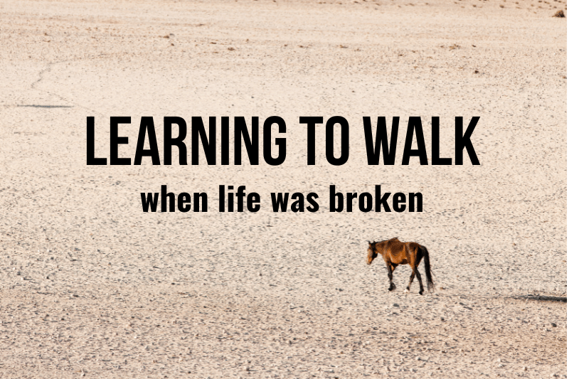 horse walking alone in desert