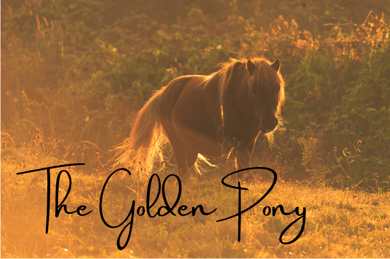 pony in golden sunrise light horse stories
