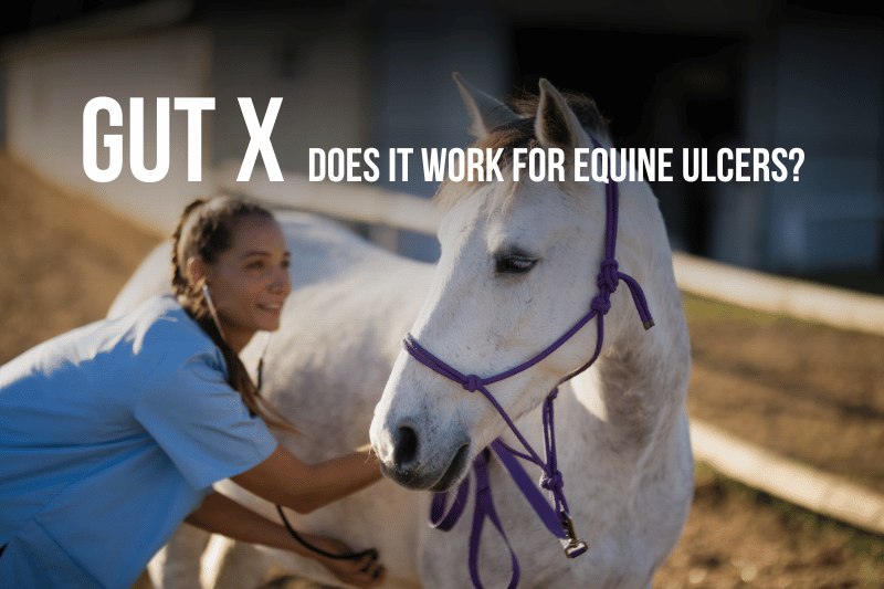 horse and vet with stethoscope gut x ulcer supplement