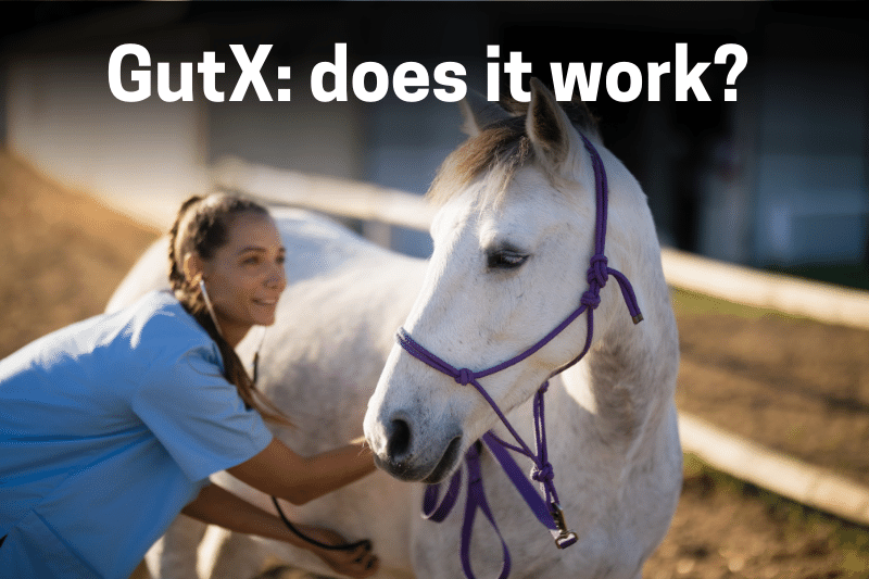 Does GutX work as a horse ulcer supplement?