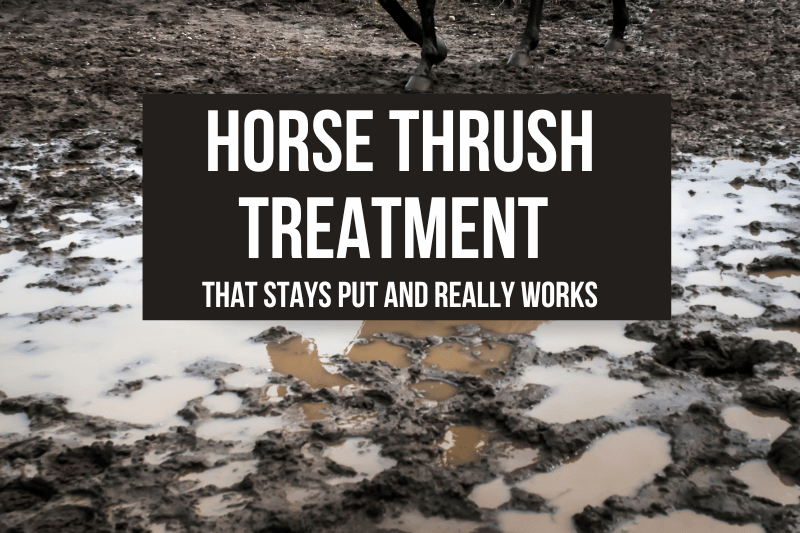 horse hooves in mud thrush treatment that works