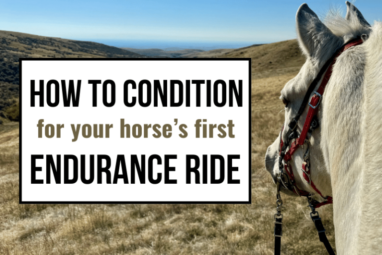 endurance horse conditioning