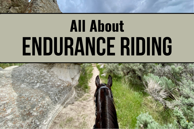 endurance horse