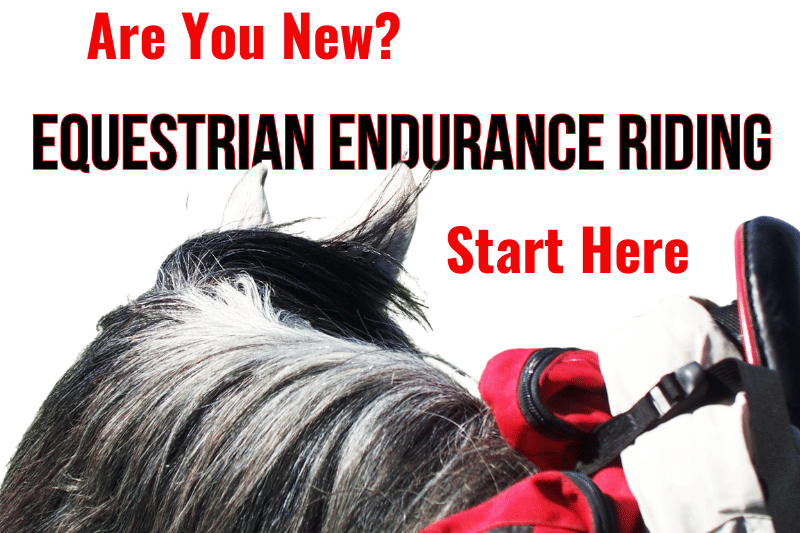 endurance horse