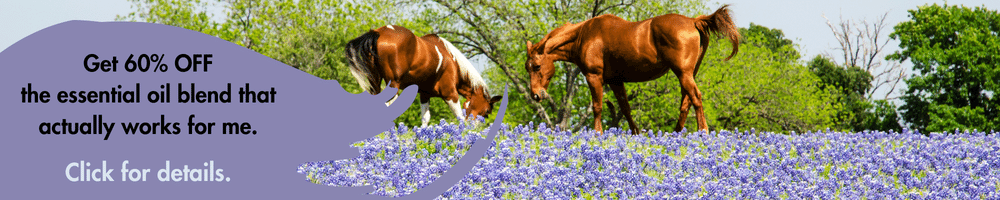 horses grazing in lavender flowers