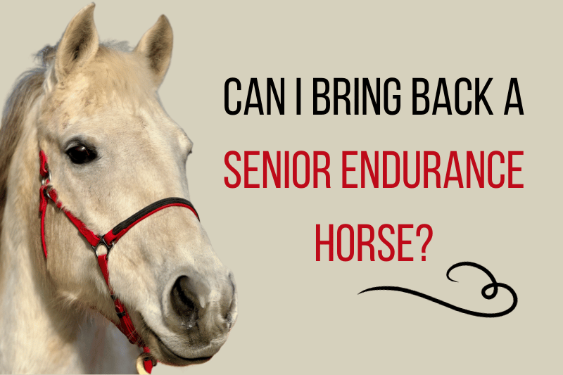 Senior endurance horse