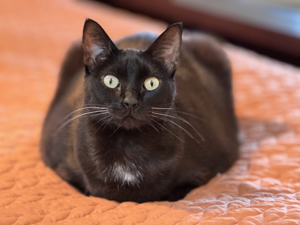 black cat sitting on bed