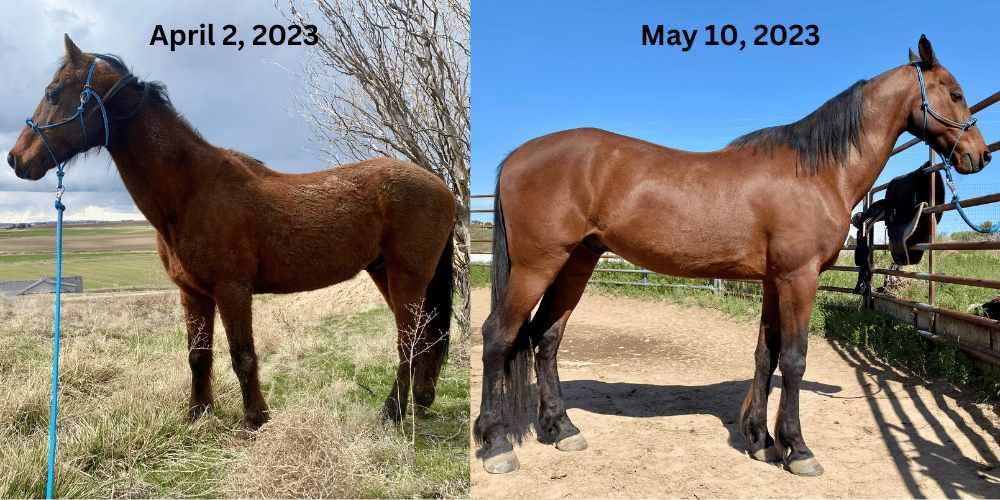 horse body comparison before and after ulcer treatment