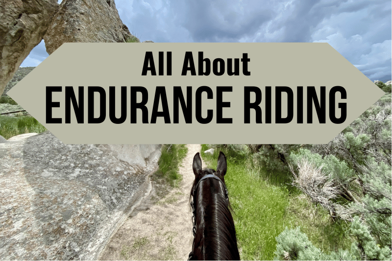endurance horse on trail