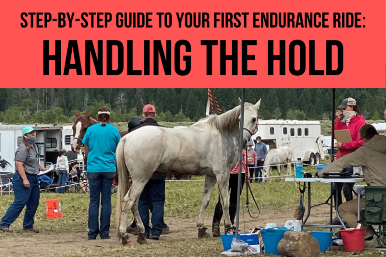 endurance horse ride vet check