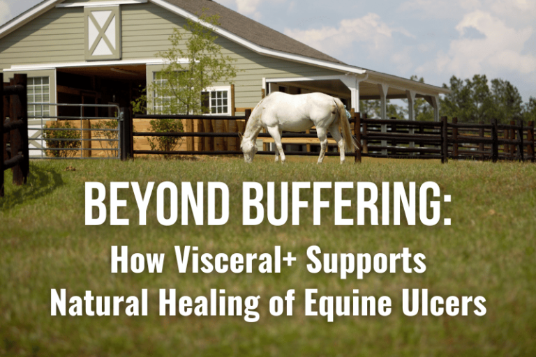 Visceral natural best supplement for equine ulcers