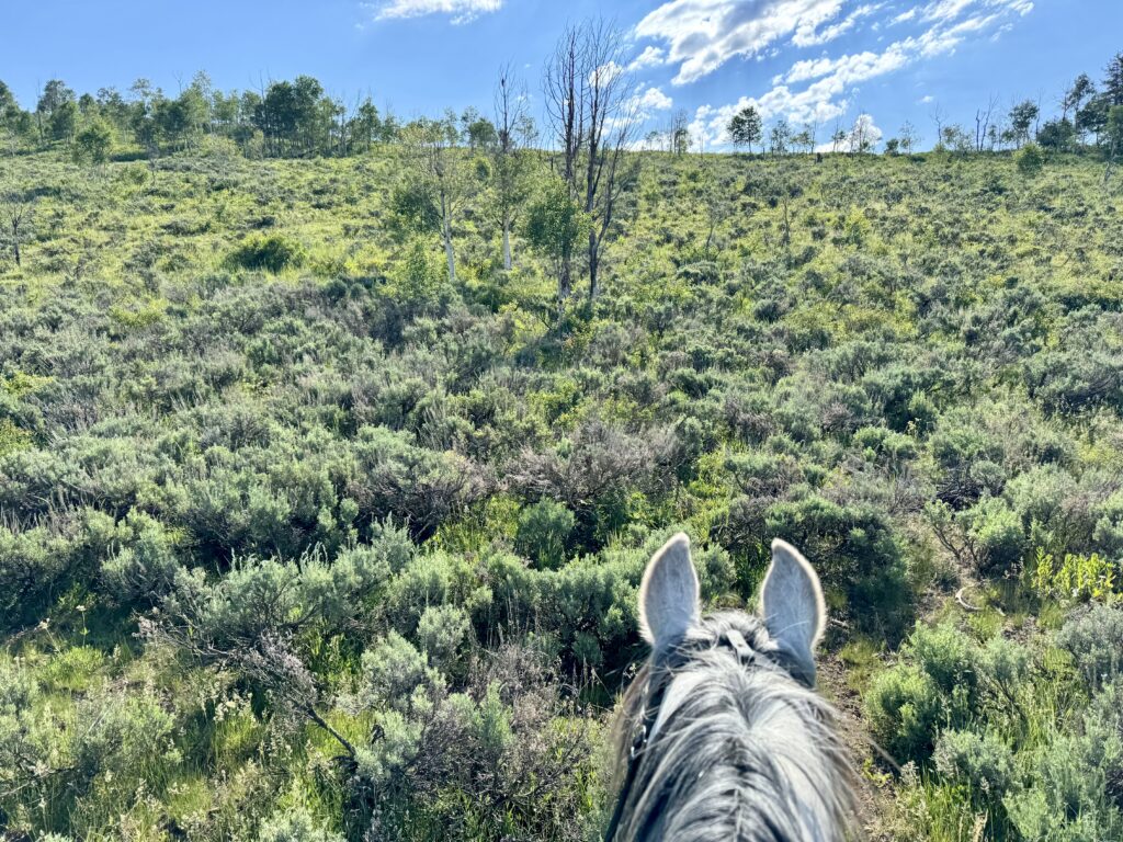 Strawberry Fields Forever endurance ride