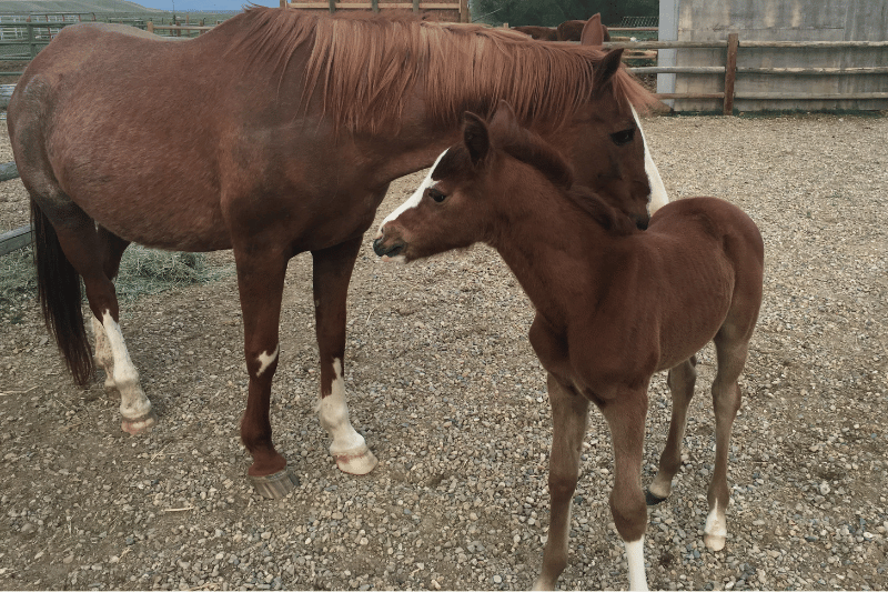 Endurance horse Rosies Atlas with dam Pastelle Roses