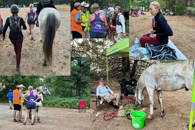 Foresthill vet check Tevis Cup The Sweaty Equestrian